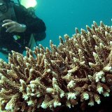 Le "Triangle du corail", "l'une des régions marines les plus riches en biodiversité du monde", est à cheval sur sept pays: l'Indonésie, la Malaisie, la Papouasie-Nouvelle-Guinée, Singapour, les Philippines, le Timor oriental et les Iles Salomon. KEYSTONE/EPA/DENNIS M. SABANGAN